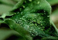 날개 없는 성충