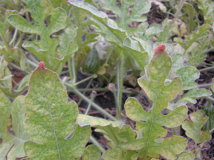 잎의 피해 증상