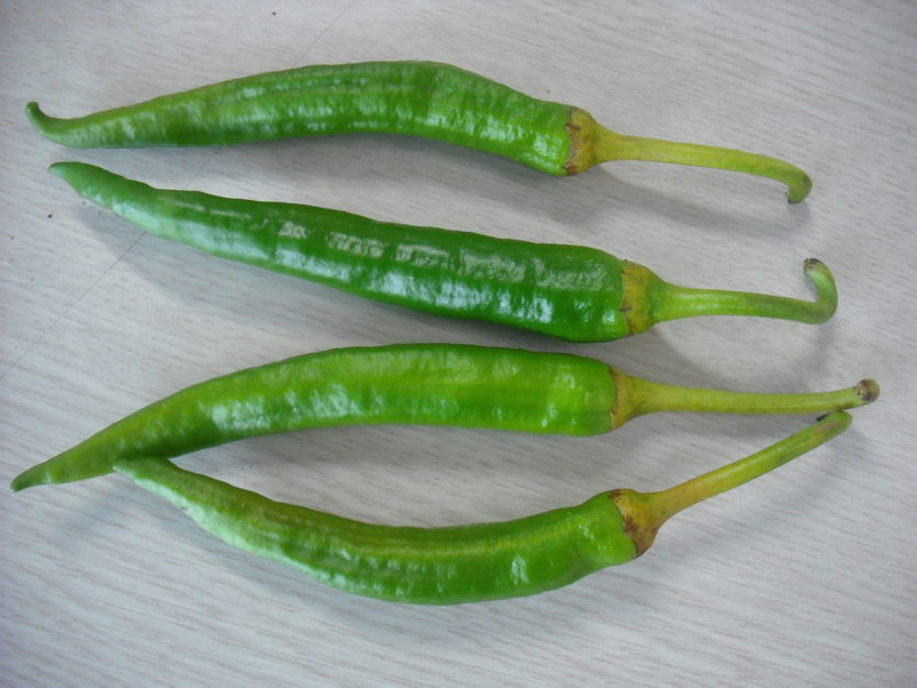 고온과 수분 스트레스에 의한 꼭지갈변 후 낙과