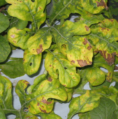 황화 및 잎마름 증상(1)