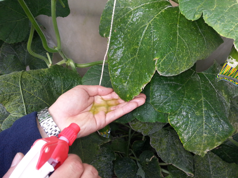 염화칼슘 0.2% 엽면시비 녹조류 제거5