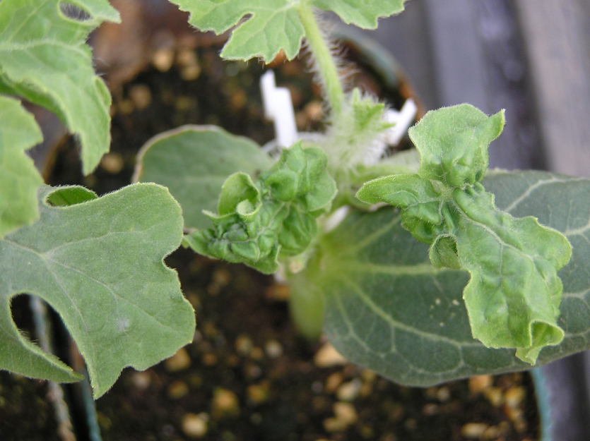 잎의 피해 증상