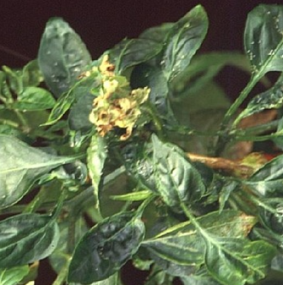 상위 잎 위축 및 갈변