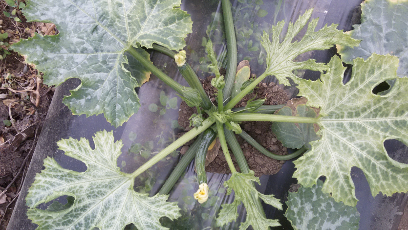 냉해 후 강한 햇빛에 의한 백화현상