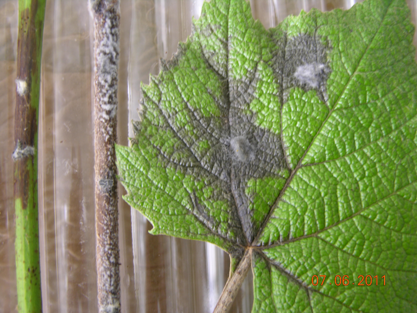 병원성 실험(캠밸얼리)