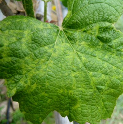 바이로이드와 바이러스 복합감염에 의한 모자이크 증상