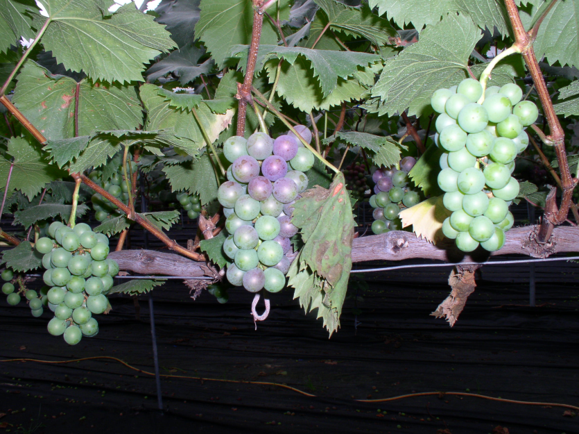 초기 엽병 기부 갈변