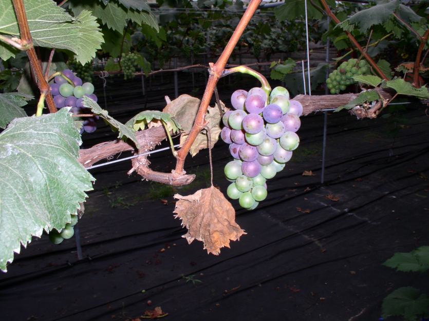 후기 고사 증상