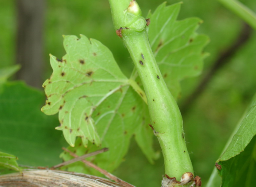 잎과 줄기의 초기 증상