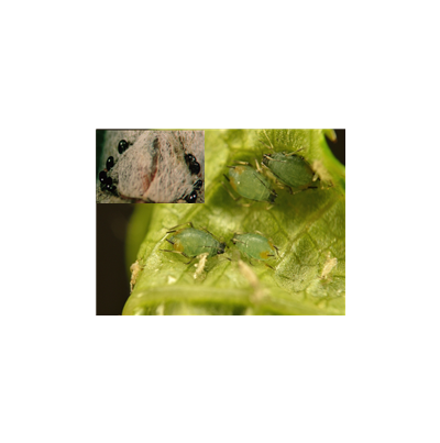  월동알과 무시충  