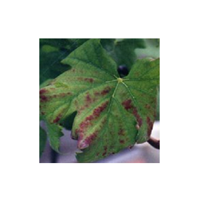  잎맥 적색(적색계 품종)