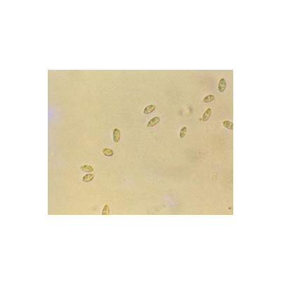 병원균(병포자)