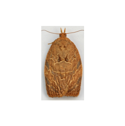 암수 성충(사과)애모무늬잎말이나방