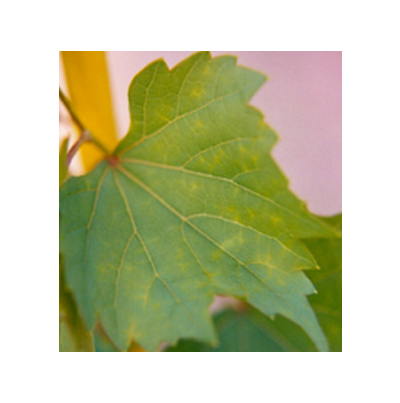 잎맥 사이 투명