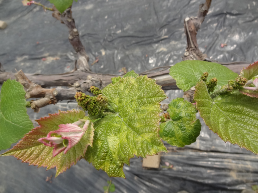 바이로이드와 바이러스 복합감염에 의한 모자이크 증상