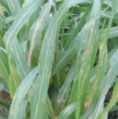 기장 세균줄무늬병 피해 증상