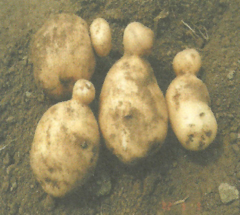 2차 생장 증상 4