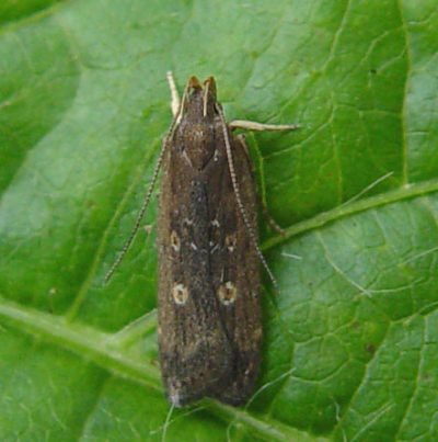 고구마뿔나방 성충