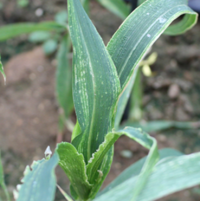 기장 오갈병 피해 증상