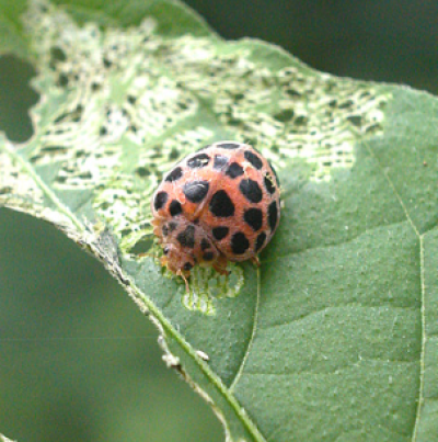 28점박이무당벌레 성충