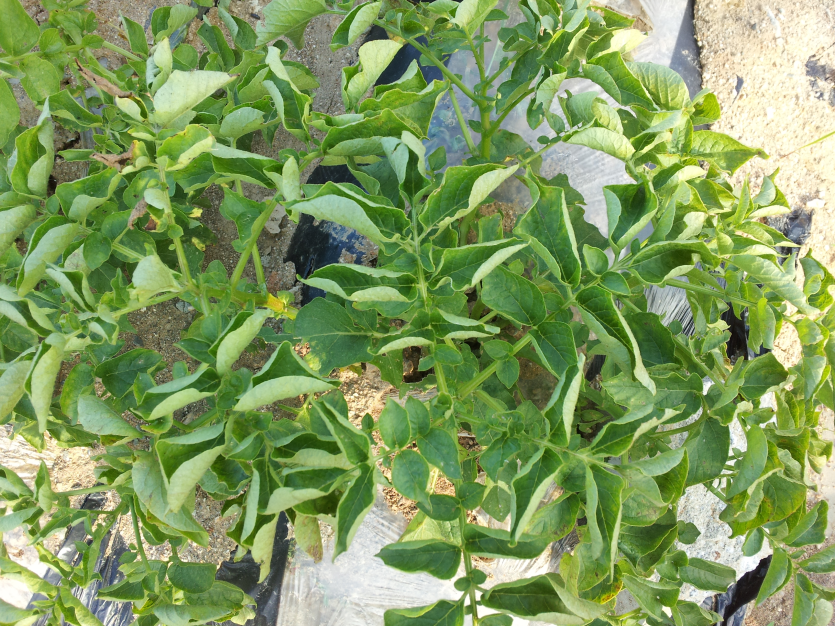 감자 잎말림병 증상 2