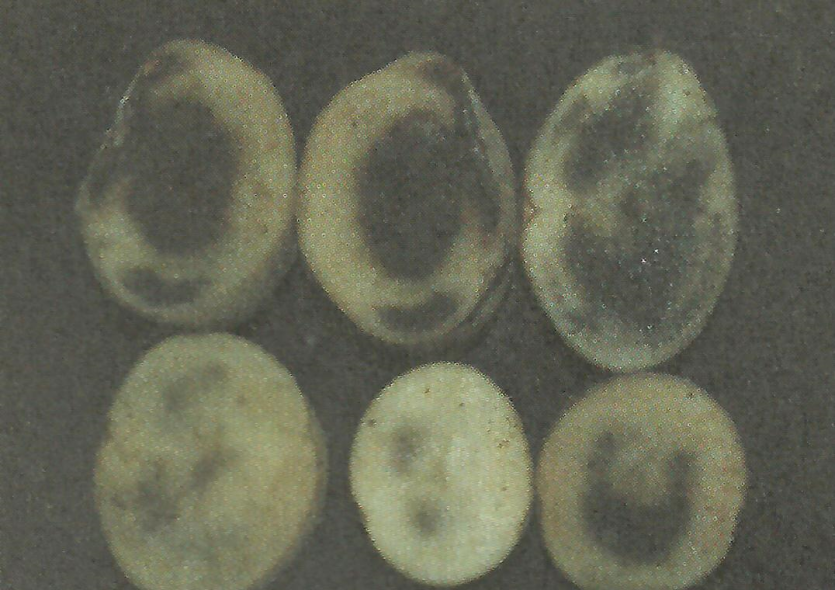 흑색심부 증상 2