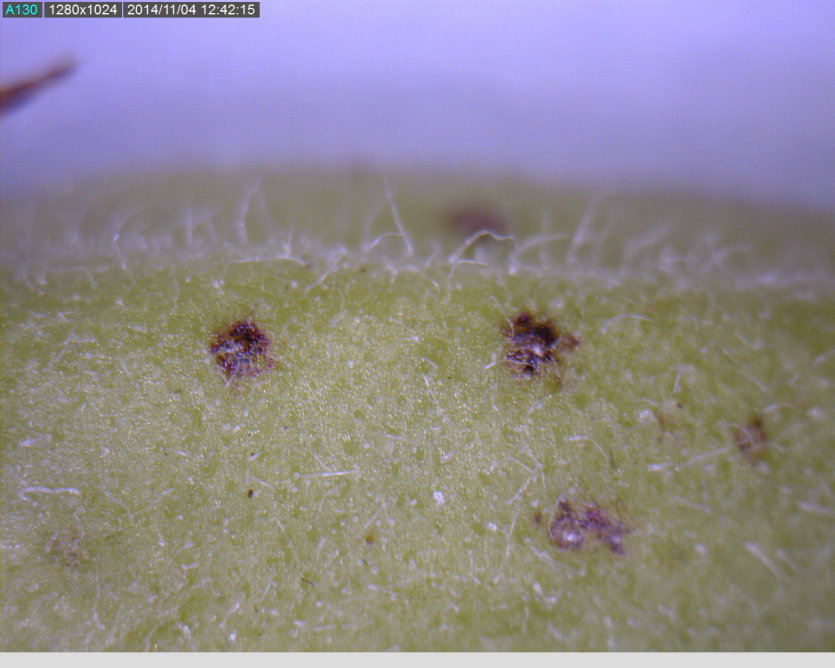 꼬투리 피해 증상