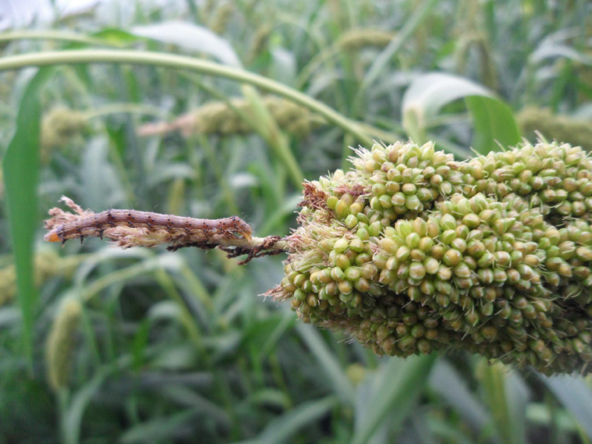 왕담배나방 이삭 가해