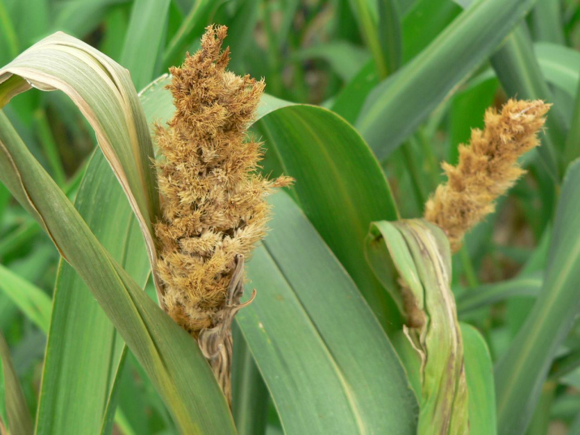 조명나방 이삭 피해