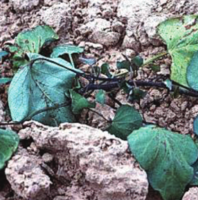 고구마 세균성줄기뿌리썩음병 줄기 병징