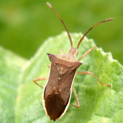 시골가시허리노린재 성충