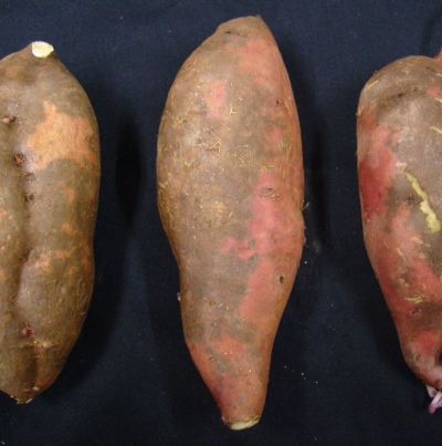 고구마 표피흑변 피해 증상