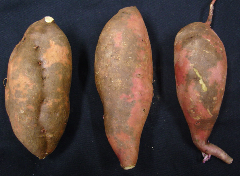 고구마 표피흑변 피해 증상