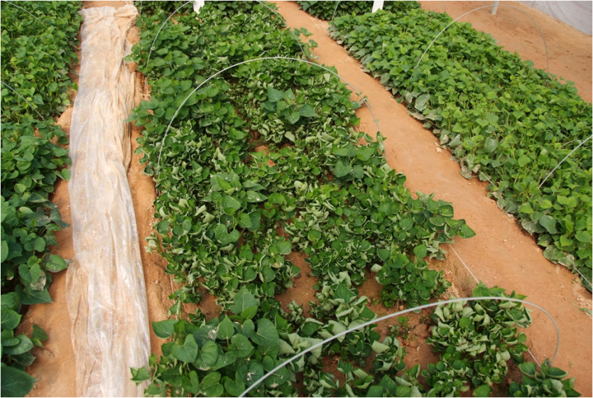 고구마 잎말림병 잎말림 증상 2