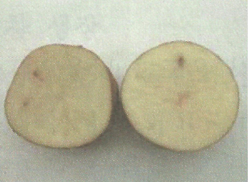 감자 내부갈색반점 피해 증상