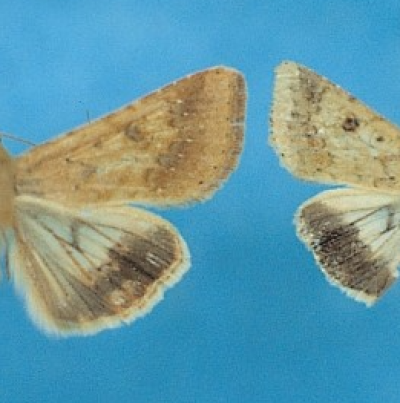 왕담배나방 성충