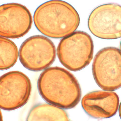 땅콩 녹병 병원균 하포자