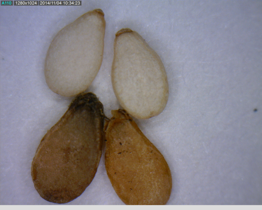 건전(위) 및 피해(아래)