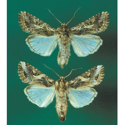 담배거세미나방 성충