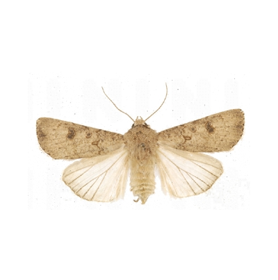 거세미나방 성충