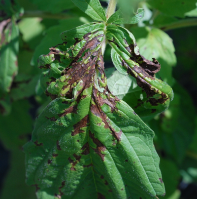 참깨 세균잎마름병 중기 증상