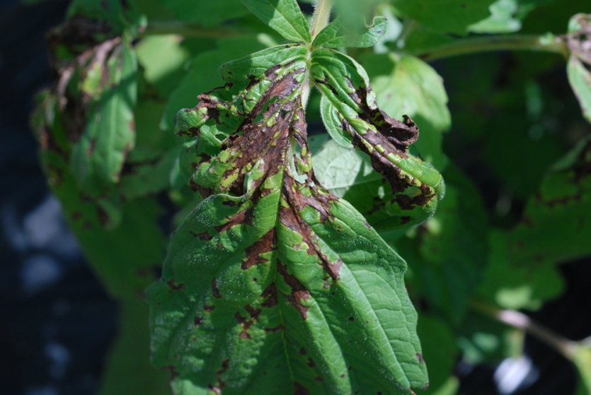 참깨 세균잎마름병 중기 증상