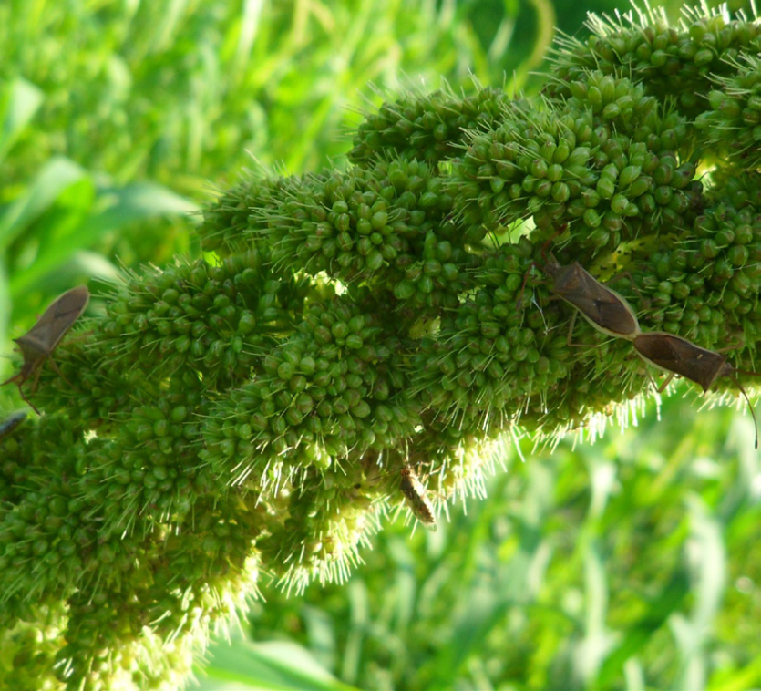 시골가시허리노린재 이삭 가해