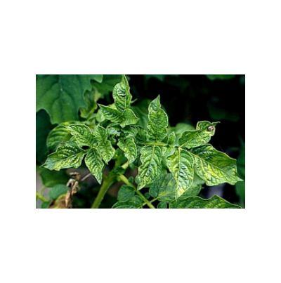 감자 위축모자이크 증상