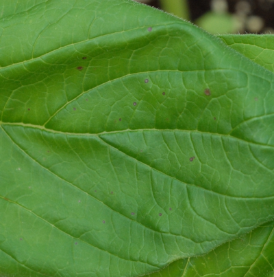 참깨 아보리코라 점무늬병 피해 증상