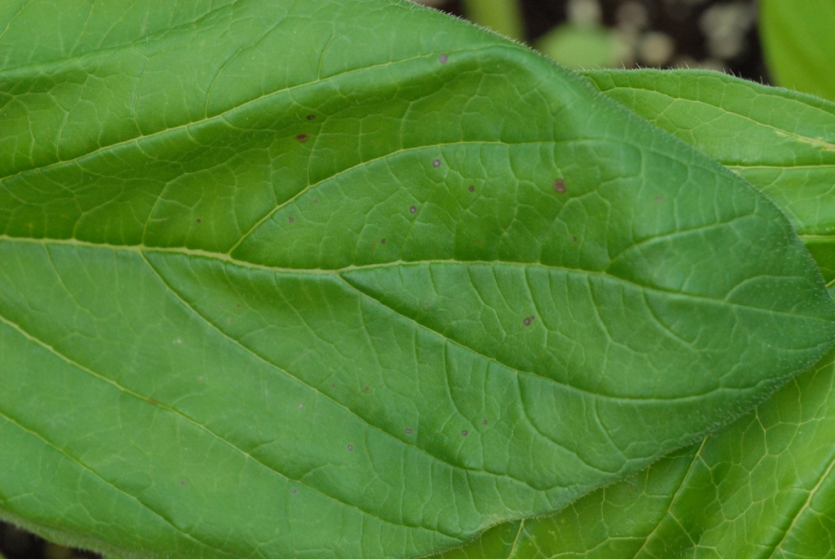 참깨 아보리코라 점무늬병 피해 증상