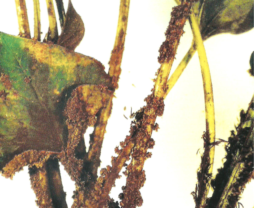 고구마 먼지곰팡이병 병징 2