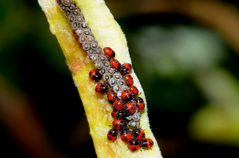 가로줄노린재 알과 부화약충