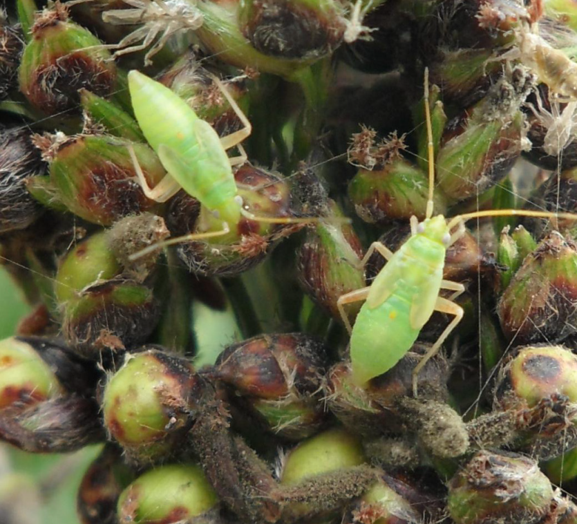 홍색얼룩장님노린재 약충