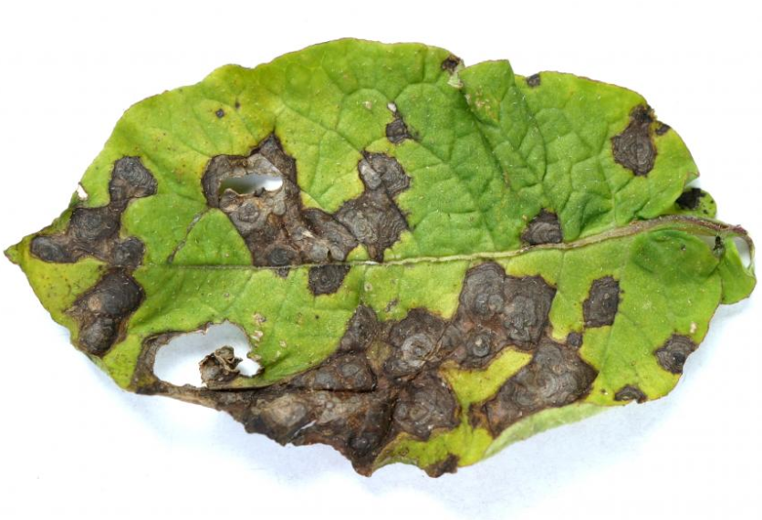 감자 겹둥근무늬병 잎 증상